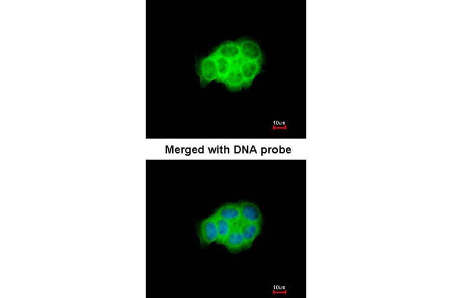Immunofluorescence - HSPA6 antibody from Signalway Antibody (22523) - Antibodies.com