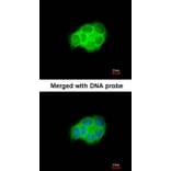 Immunofluorescence - HSPA6 antibody from Signalway Antibody (22523) - Antibodies.com