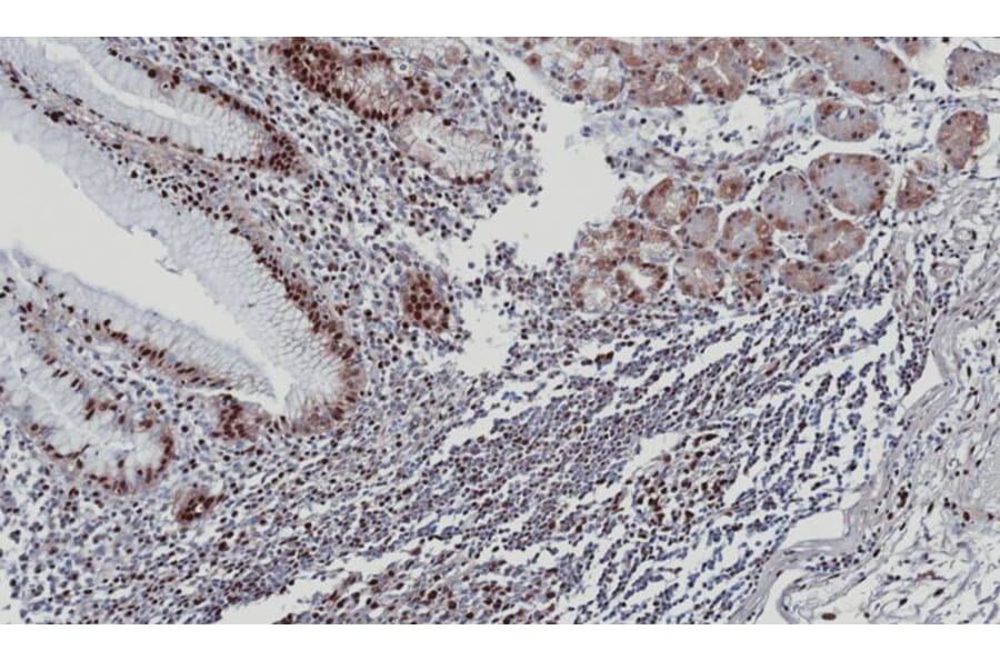 Immunohistochemistry - DDX39 antibody from Signalway Antibody (22535) - Antibodies.com