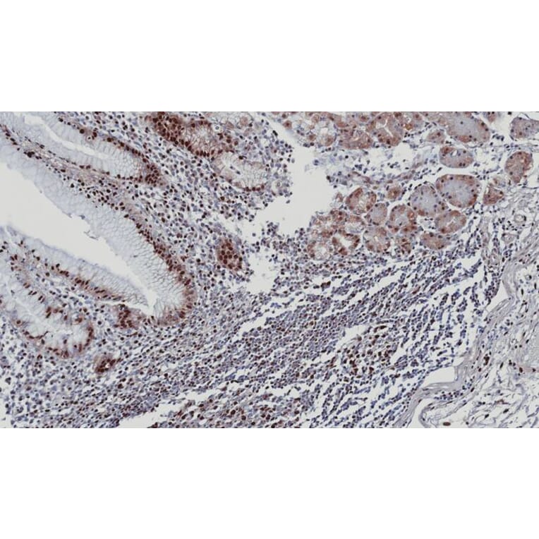 Immunohistochemistry - DDX39 antibody from Signalway Antibody (22535) - Antibodies.com