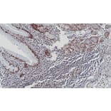 Immunohistochemistry - DDX39 antibody from Signalway Antibody (22535) - Antibodies.com