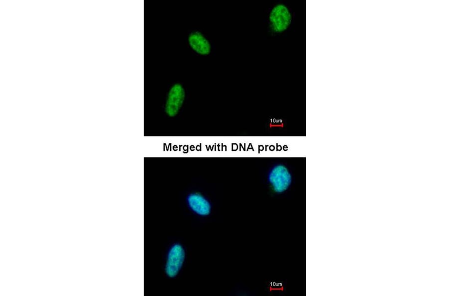 Immunofluorescence - DDX39 antibody from Signalway Antibody (22535) - Antibodies.com