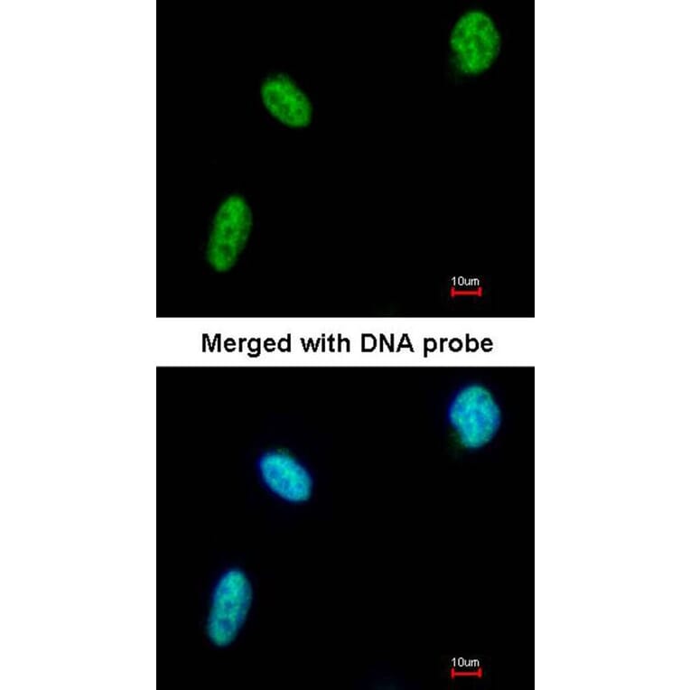 Immunofluorescence - DDX39 antibody from Signalway Antibody (22535) - Antibodies.com