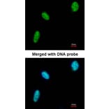 Immunofluorescence - DDX39 antibody from Signalway Antibody (22535) - Antibodies.com