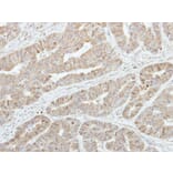 Immunohistochemistry - GSTA1 antibody from Signalway Antibody (22536) - Antibodies.com