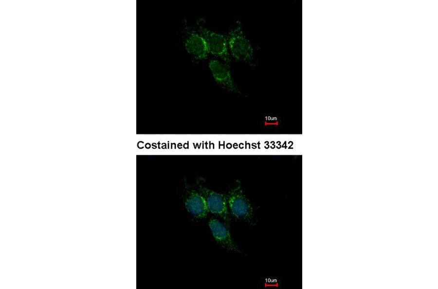Immunofluorescence - GSTA1 antibody from Signalway Antibody (22536) - Antibodies.com