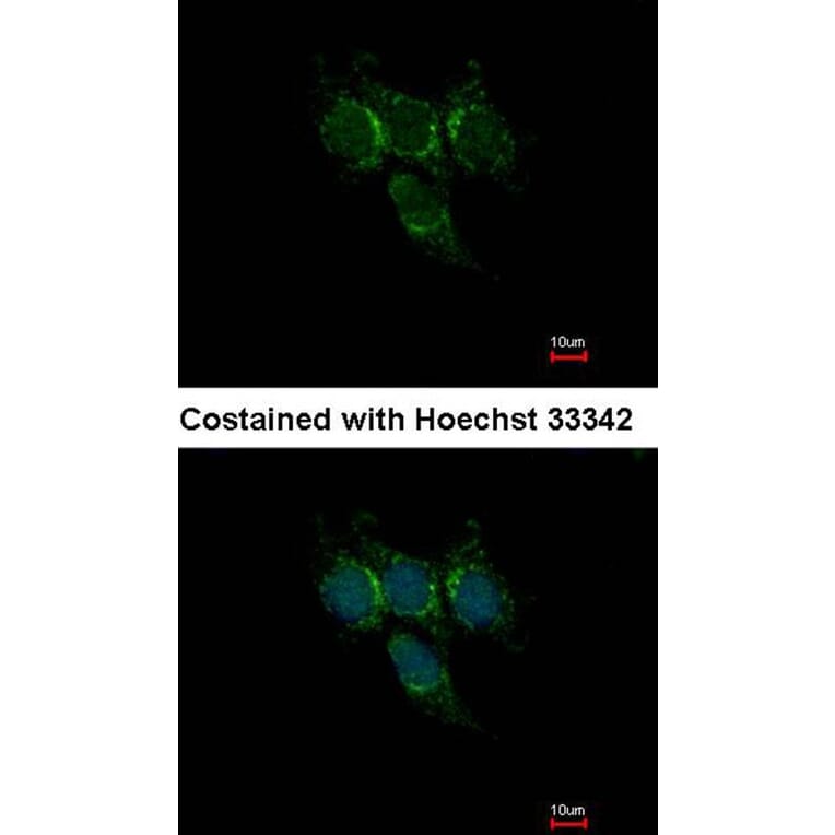 Immunofluorescence - GSTA1 antibody from Signalway Antibody (22536) - Antibodies.com