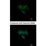 Immunofluorescence - GSTA1 antibody from Signalway Antibody (22536) - Antibodies.com