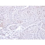 Immunohistochemistry - PSMC3 antibody from Signalway Antibody (22558) - Antibodies.com