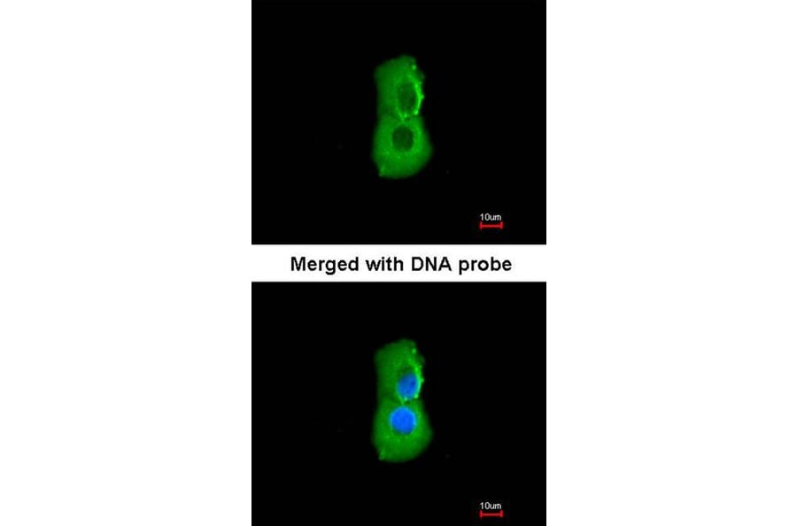 Immunofluorescence - PSMC3 antibody from Signalway Antibody (22558) - Antibodies.com