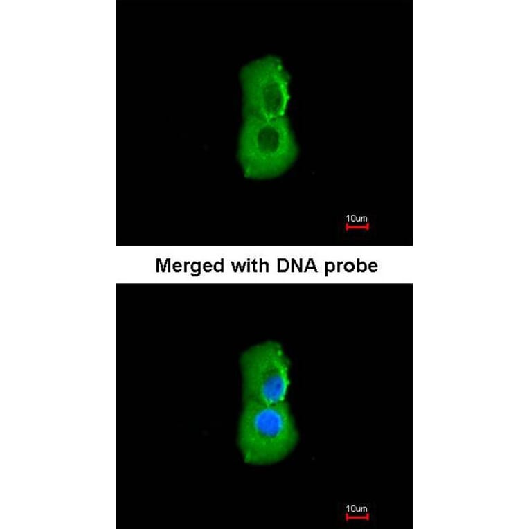 Immunofluorescence - PSMC3 antibody from Signalway Antibody (22558) - Antibodies.com