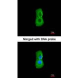 Immunofluorescence - PSMC3 antibody from Signalway Antibody (22558) - Antibodies.com