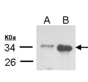 TRADD antibody from Signalway Antibody (22562) - Antibodies.com