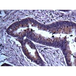 Immunohistochemistry - TRADD antibody from Signalway Antibody (22562) - Antibodies.com