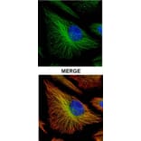 TRADD antibody from Signalway Antibody (22562) - Antibodies.com