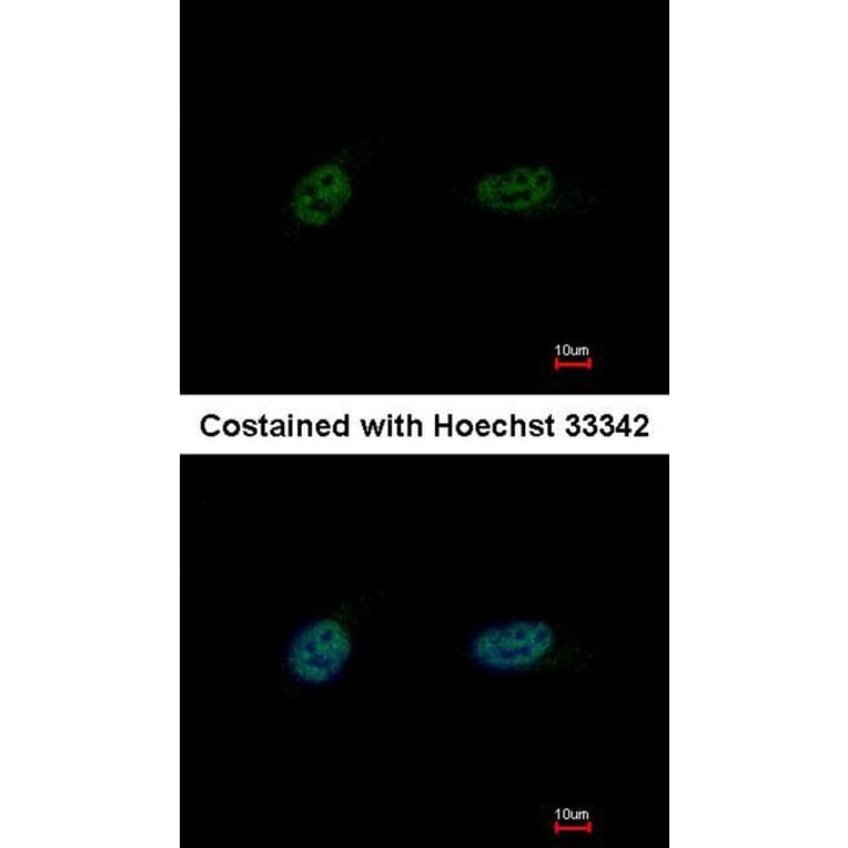 Immunofluorescence - PARP3 antibody from Signalway Antibody (22567) - Antibodies.com