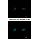 Immunofluorescence - PARP3 antibody from Signalway Antibody (22567) - Antibodies.com