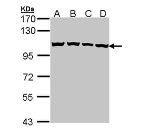 CSE1L antibody from Signalway Antibody (22574) - Antibodies.com