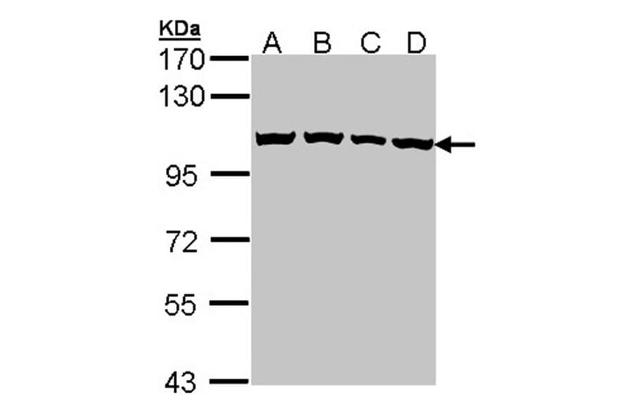 CSE1L antibody from Signalway Antibody (22574) - Antibodies.com