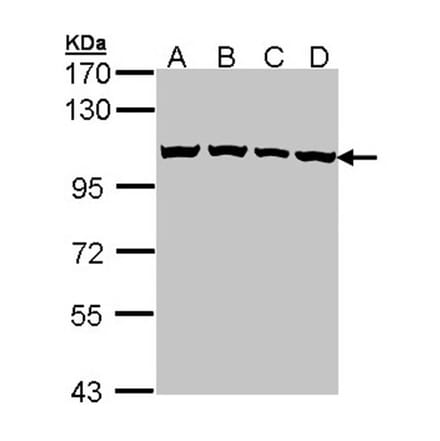 CSE1L antibody from Signalway Antibody (22574) - Antibodies.com