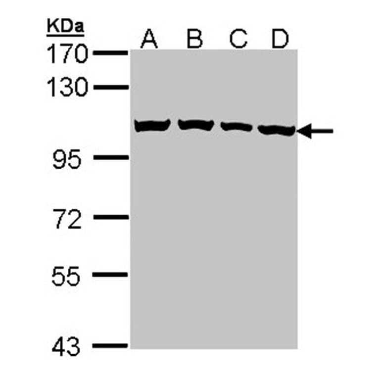 CSE1L antibody from Signalway Antibody (22574) - Antibodies.com