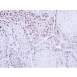 Immunohistochemistry - CSE1L antibody from Signalway Antibody (22574) - Antibodies.com