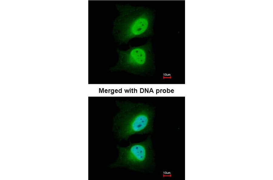 Immunofluorescence - CSE1L antibody from Signalway Antibody (22574) - Antibodies.com