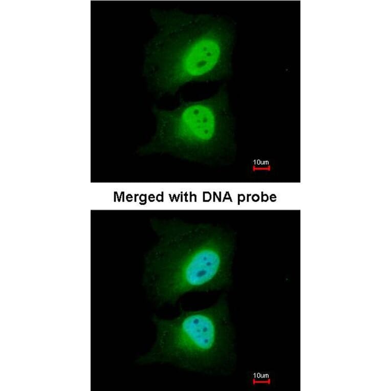 Immunofluorescence - CSE1L antibody from Signalway Antibody (22574) - Antibodies.com