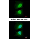 Immunofluorescence - CSE1L antibody from Signalway Antibody (22574) - Antibodies.com