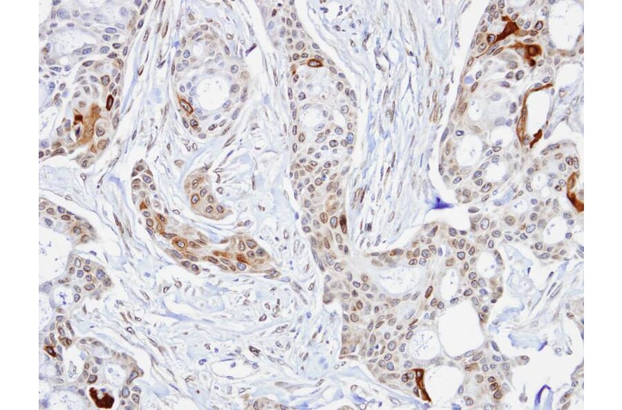 Immunohistochemistry - STIP1 antibody from Signalway Antibody (22582) - Antibodies.com