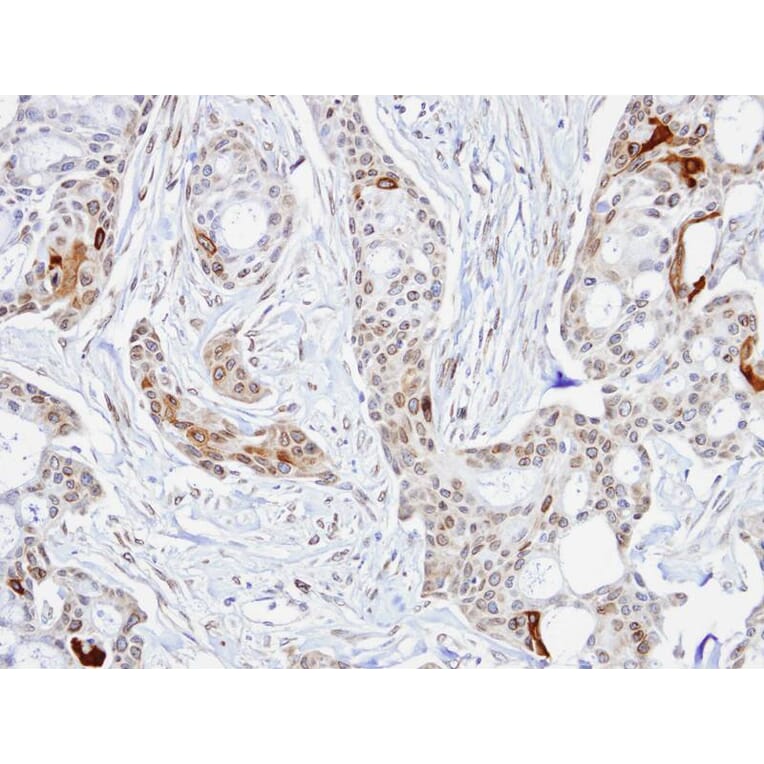 Immunohistochemistry - STIP1 antibody from Signalway Antibody (22582) - Antibodies.com