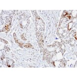 Immunohistochemistry - STIP1 antibody from Signalway Antibody (22582) - Antibodies.com