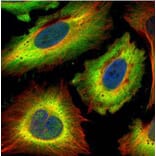 STIP1 antibody from Signalway Antibody (22582) - Antibodies.com