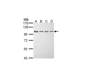 EEF2K antibody from Signalway Antibody (22592) - Antibodies.com