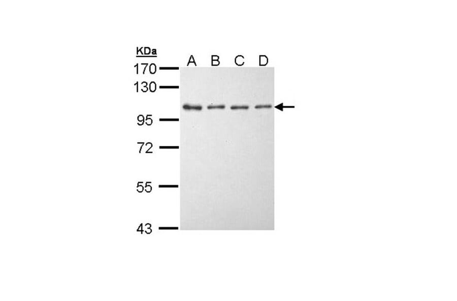 EEF2K antibody from Signalway Antibody (22592) - Antibodies.com
