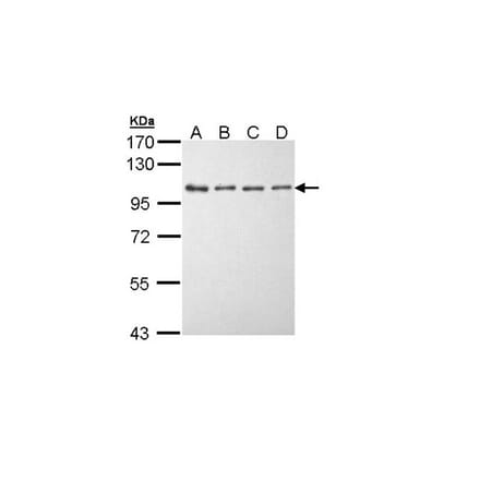 EEF2K antibody from Signalway Antibody (22592) - Antibodies.com
