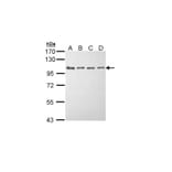 EEF2K antibody from Signalway Antibody (22592) - Antibodies.com