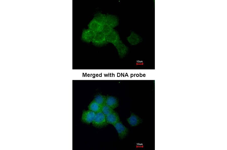 Immunofluorescence - EEF2K antibody from Signalway Antibody (22592) - Antibodies.com