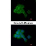 Immunofluorescence - EEF2K antibody from Signalway Antibody (22592) - Antibodies.com