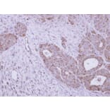 Immunohistochemistry - GALNS antibody from Signalway Antibody (22604) - Antibodies.com