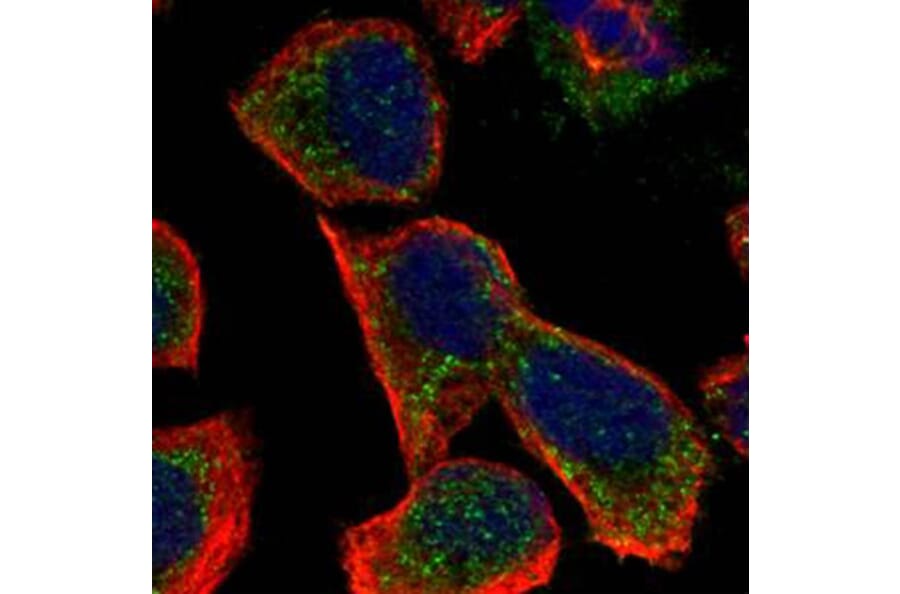 GALNS antibody from Signalway Antibody (22604) - Antibodies.com