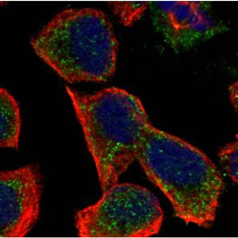 GALNS antibody from Signalway Antibody (22604) - Antibodies.com