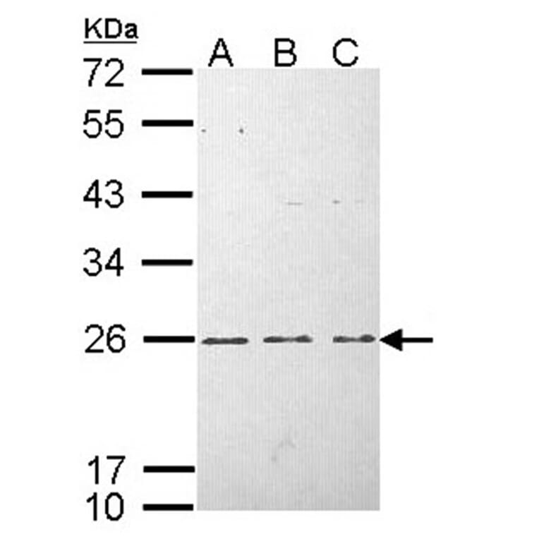H-Ras antibody from Signalway Antibody (22615) - Antibodies.com