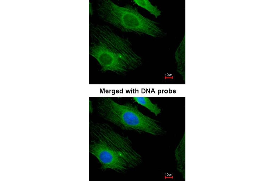 Immunofluorescence - H-Ras antibody from Signalway Antibody (22615) - Antibodies.com