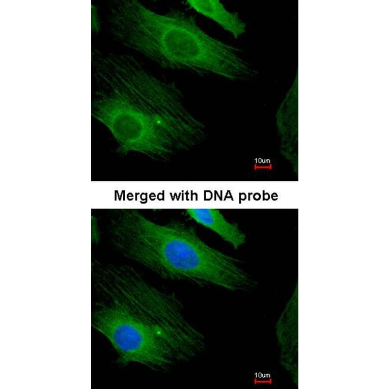 Immunofluorescence - H-Ras antibody from Signalway Antibody (22615) - Antibodies.com