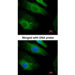 Immunofluorescence - H-Ras antibody from Signalway Antibody (22615) - Antibodies.com