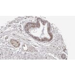 Immunohistochemistry - WNT11 antibody from Signalway Antibody (22624) - Antibodies.com