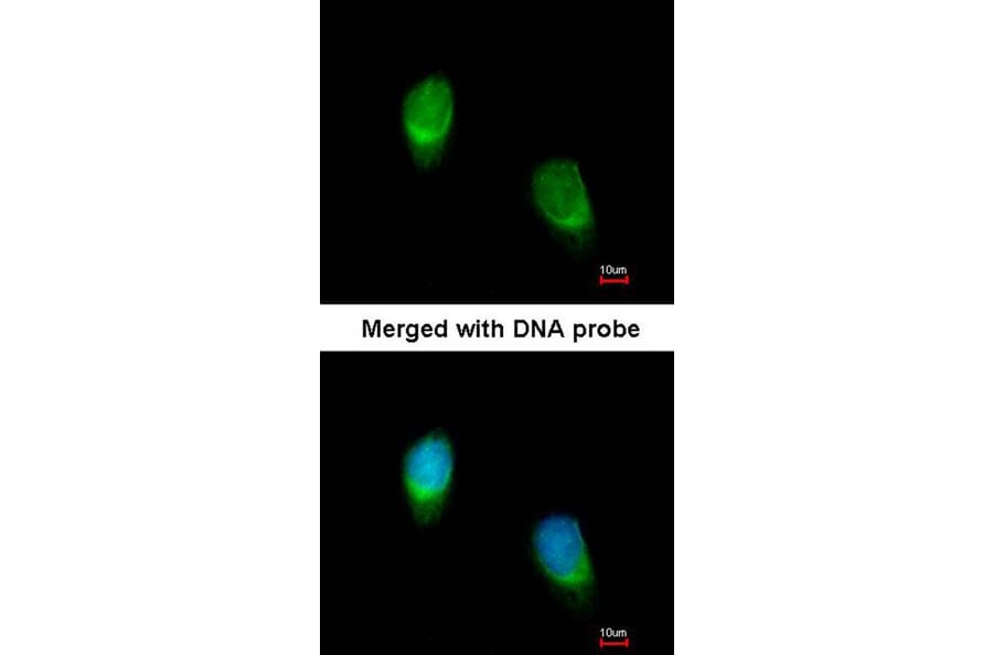 Immunofluorescence - WNT11 antibody from Signalway Antibody (22624) - Antibodies.com