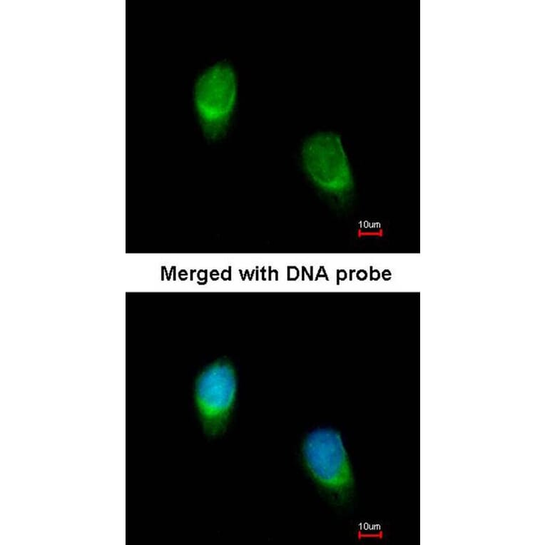 Immunofluorescence - WNT11 antibody from Signalway Antibody (22624) - Antibodies.com