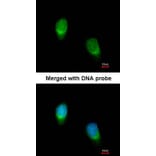 Immunofluorescence - WNT11 antibody from Signalway Antibody (22624) - Antibodies.com